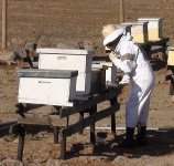 Damisa Palacios y sus abejas
